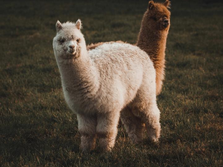 Alpaca Secures $135M to Scale Massive Tokenized Stock Infrastructure