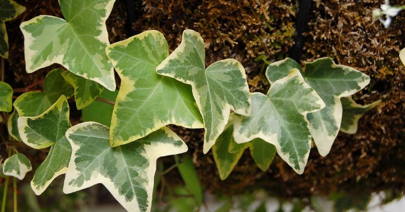 Hedera Security Breach: Bonzo Lend Hit by $9M Oracle Exploit