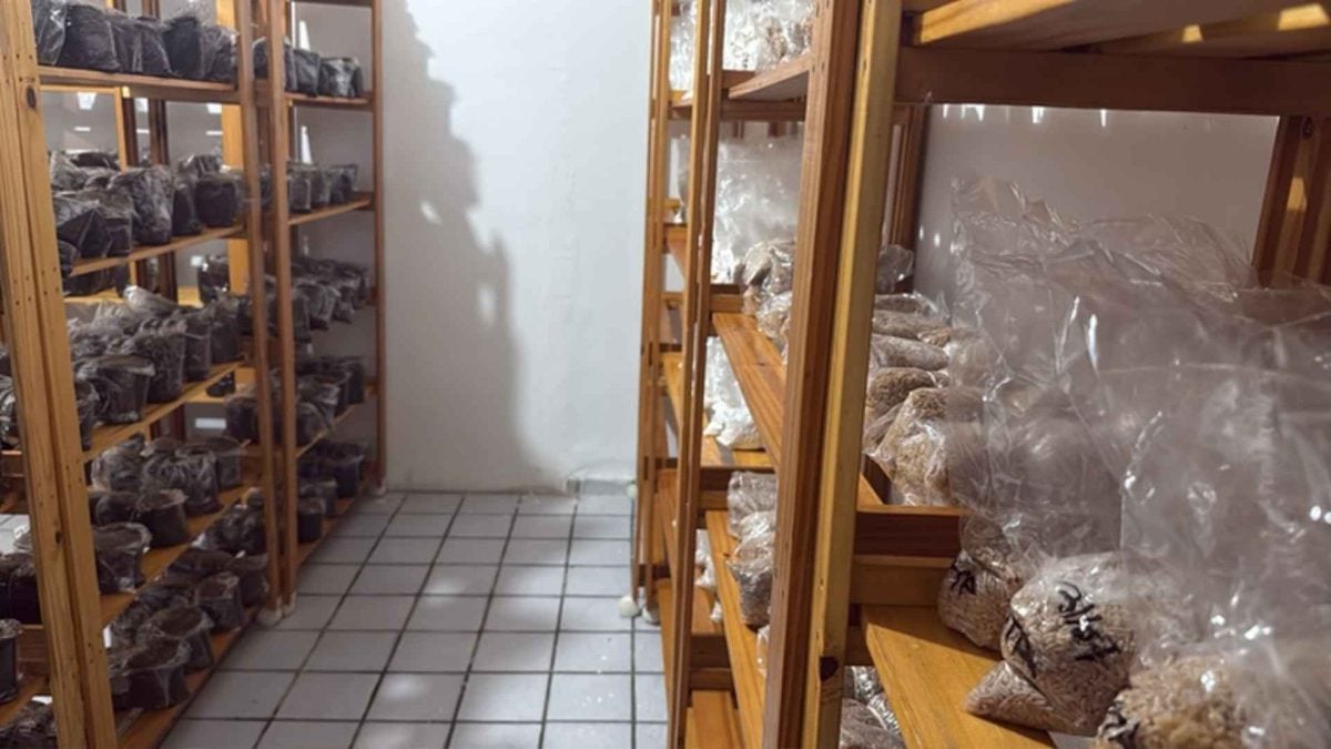 Federal Police Freezes 14 Bitcoin Exchange Accounts in Anti-Drug Operation in Paraíba